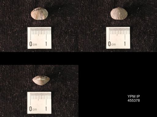 Platystrophia morrowensis