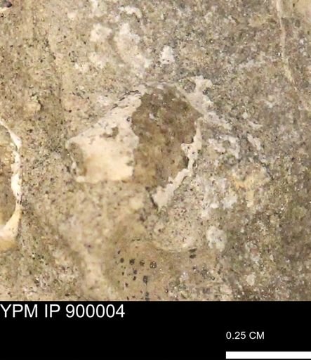 undet. Mollusca