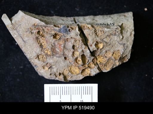 undet. Echinodermata