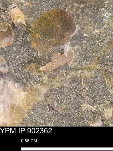 undet. Mollusca