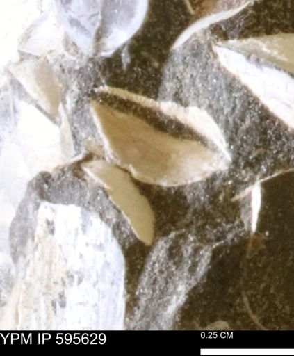 Protocardia sp.