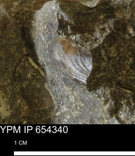 undet. Bivalvia
