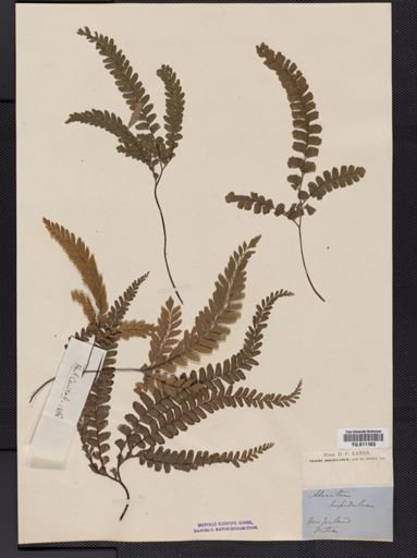 Adiantum hispidulum