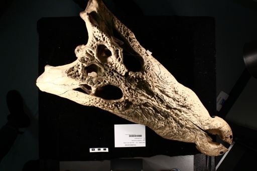 Crocodylus porosus