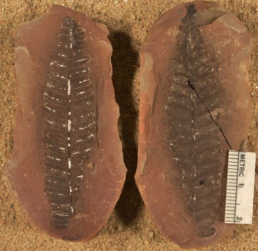 Pecopteris