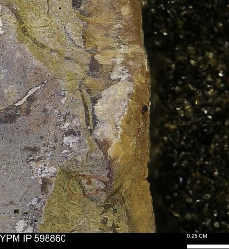 undet. Mollusca