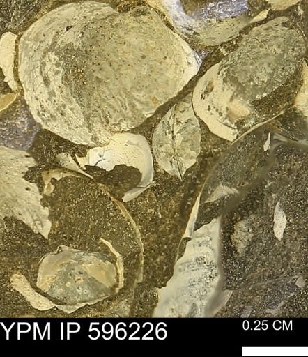 undet. Bivalvia