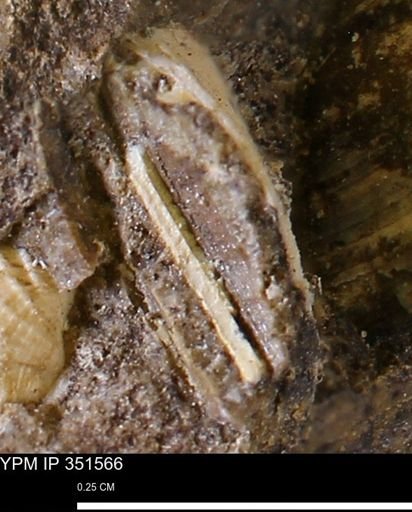 undet. Bivalvia