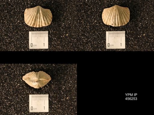 Platystrophia biforata