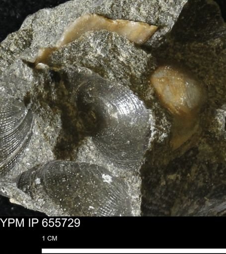 Limopsis?