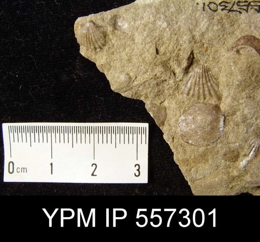 undet. Rhynchonellida
