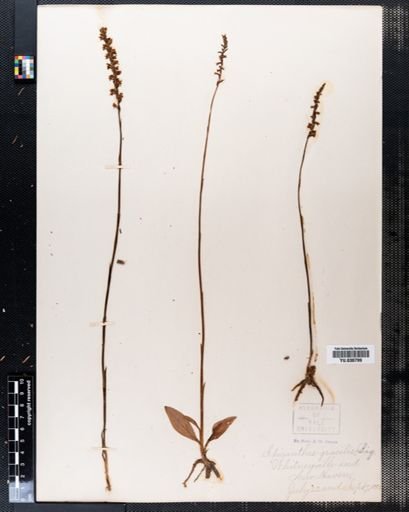 Spiranthes gracilis