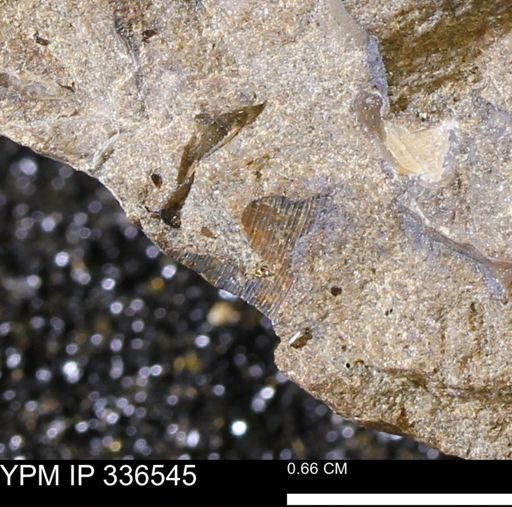 undet. Mollusca