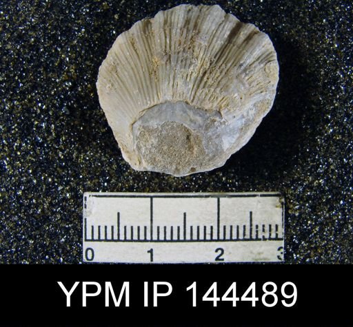 Streptorhynchus (Kiangsiella) pectiniformis