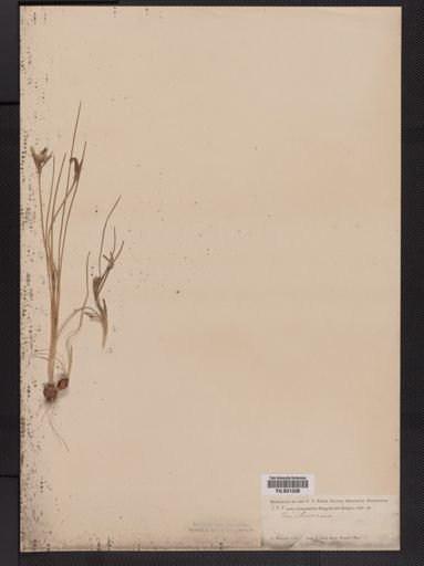Romulea