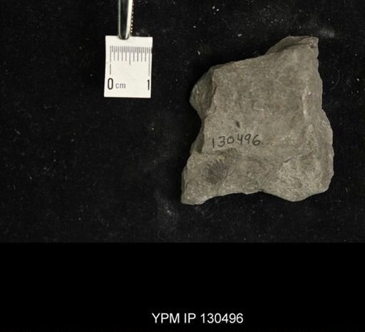 Proetus?