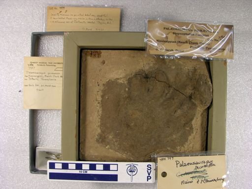 Palaeosauropus primaevus