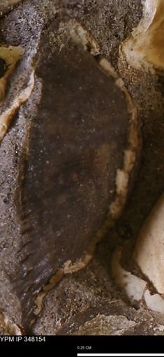 Parallelodon (Cosmetodon) sp.