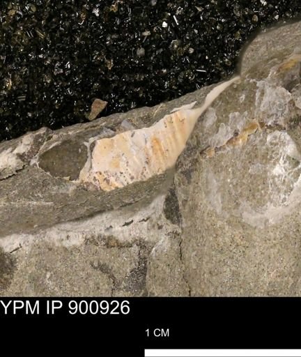 undet. Ammonoidea