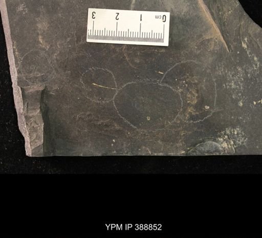undet. Belostomatidae
