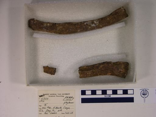 Parasuchidae