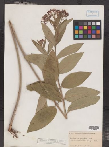 Asclepias incarnata