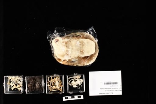 Deirochelys reticularia