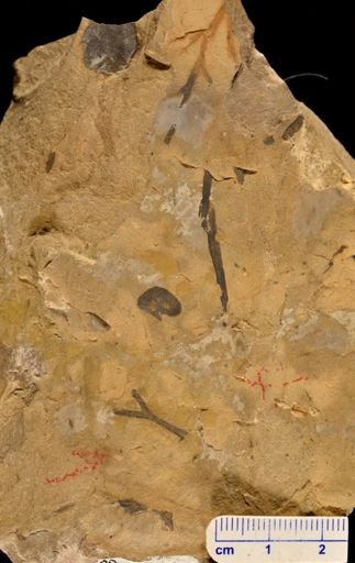 Hostinella sp.
