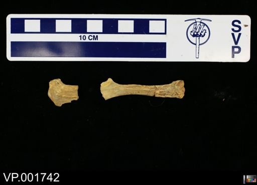 Ichthyornis dispar