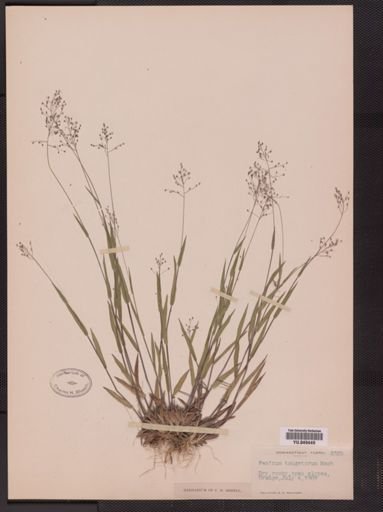Panicum tsugetorum