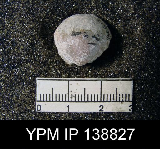 Productus (Paramarginifera) tumidus