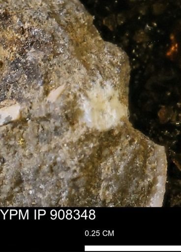undet. Mollusca