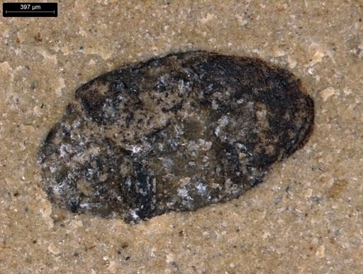 undet. Coleoptera