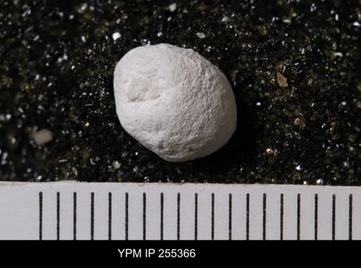 Agelasida