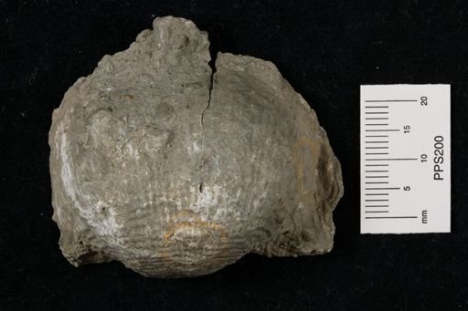 Dictyoclostus americanus