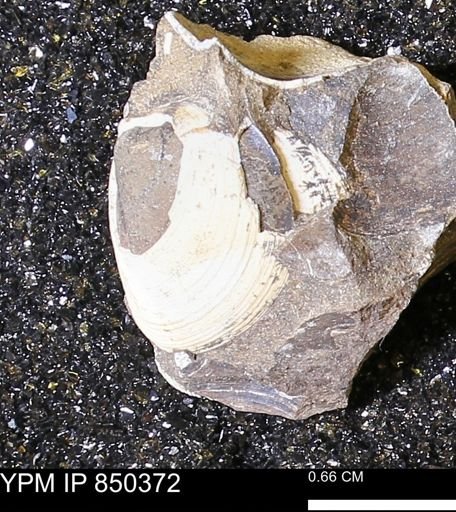 Limopsis striatopunctatus