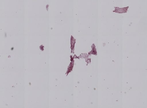 Vampyroteuthis infernalis