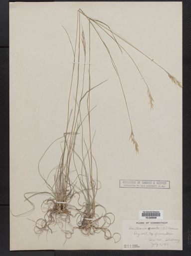 Danthonia spicata