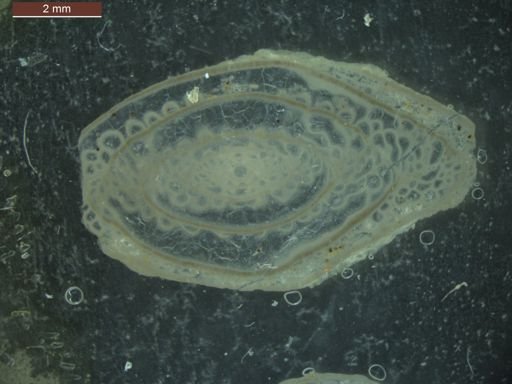 Pseudoschwagerina texana