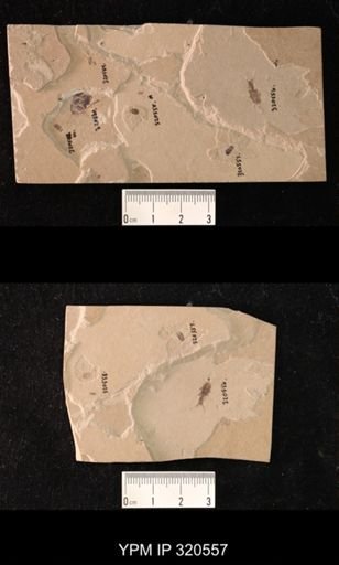 undet. Coleoptera