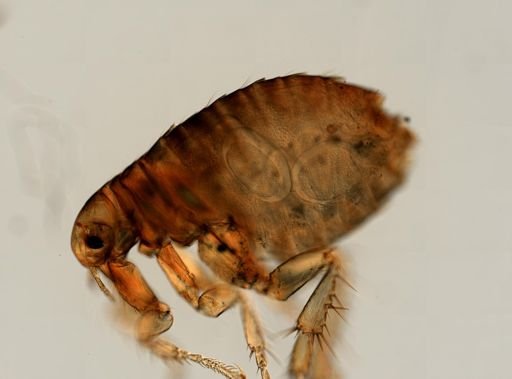 Pulex irritans