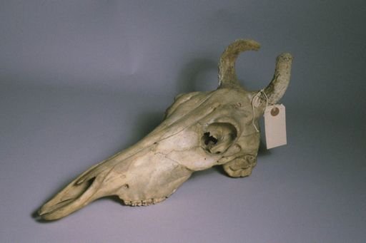 Alcelaphus buselaphus
