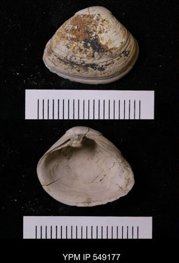 undet. Bivalvia