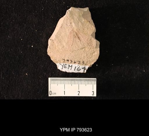 undet. Orthoptera