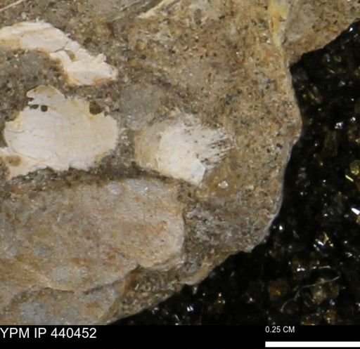 undet. Bivalvia
