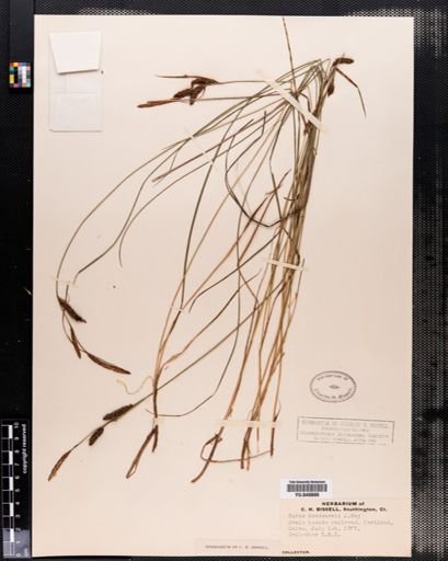 Carex nigra