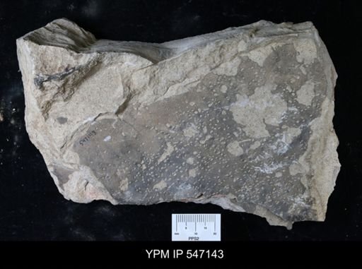 Inoceramus sp.