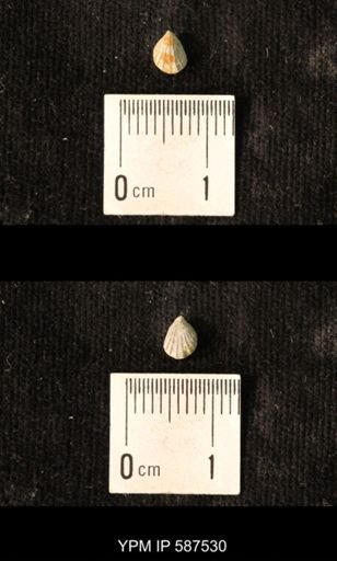 Camarotoechia whitei