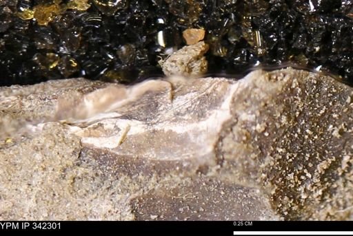 undet. Mollusca