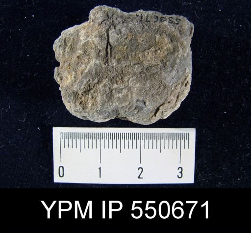 Productus magnicostatus